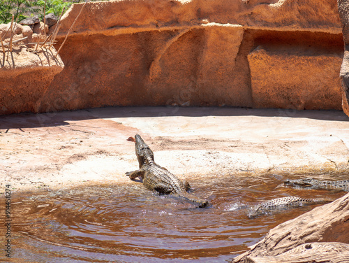 krokodyl kajman aligator gad dzika natura photo