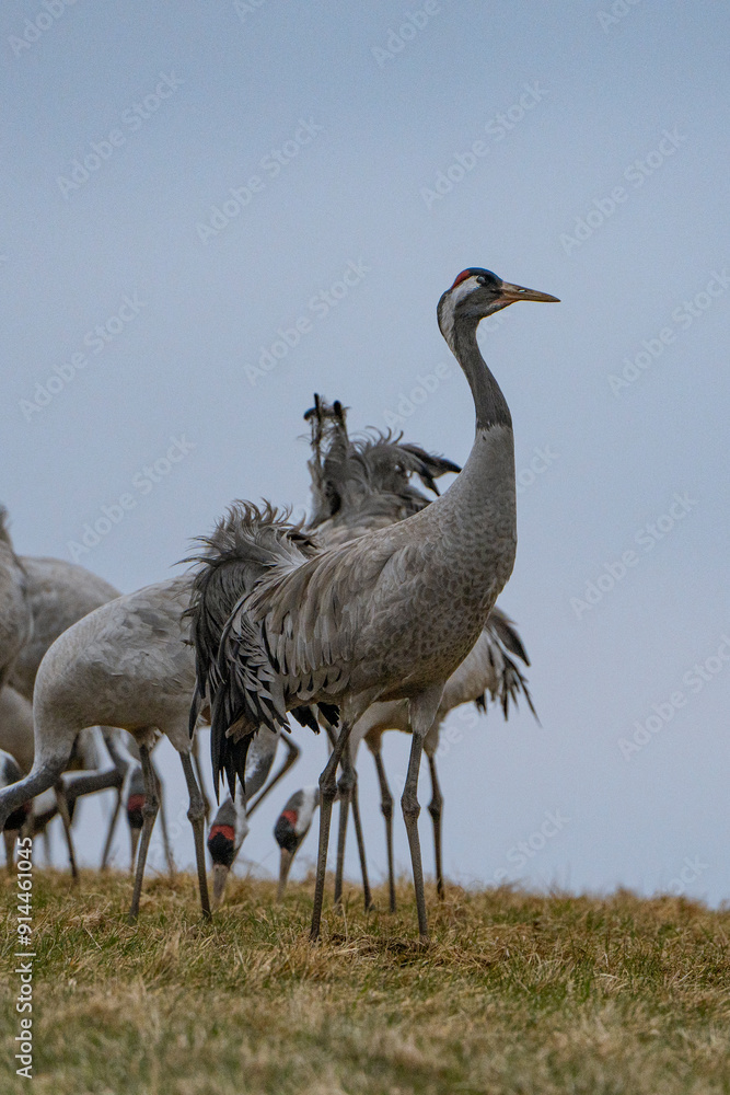 Fototapeta premium Cranes (grus grus) during a courtship dance and in the background a group of cranes eating and fighting and standing around the lake 