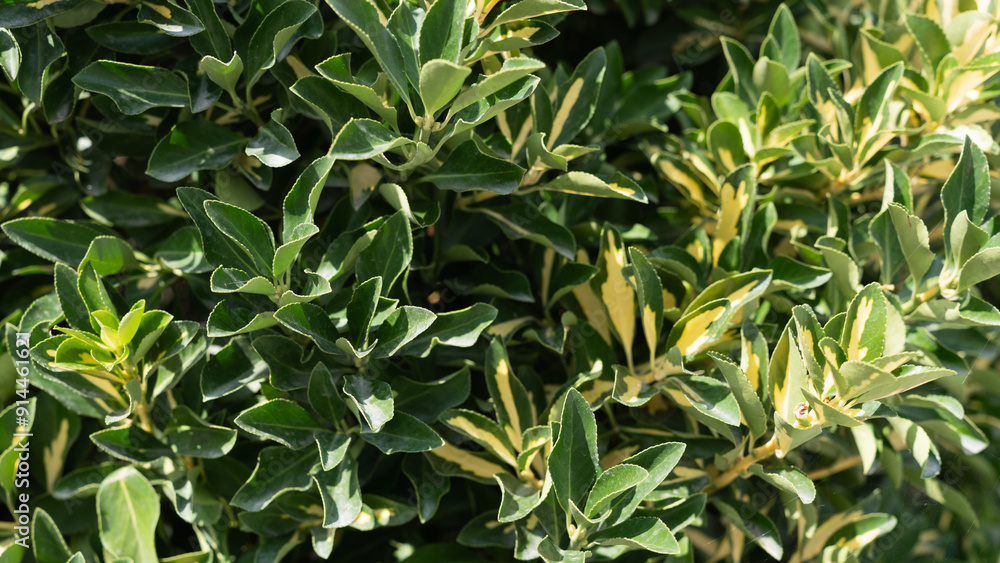 abstract green background with close up of leaves abstract green background with close up of leaves