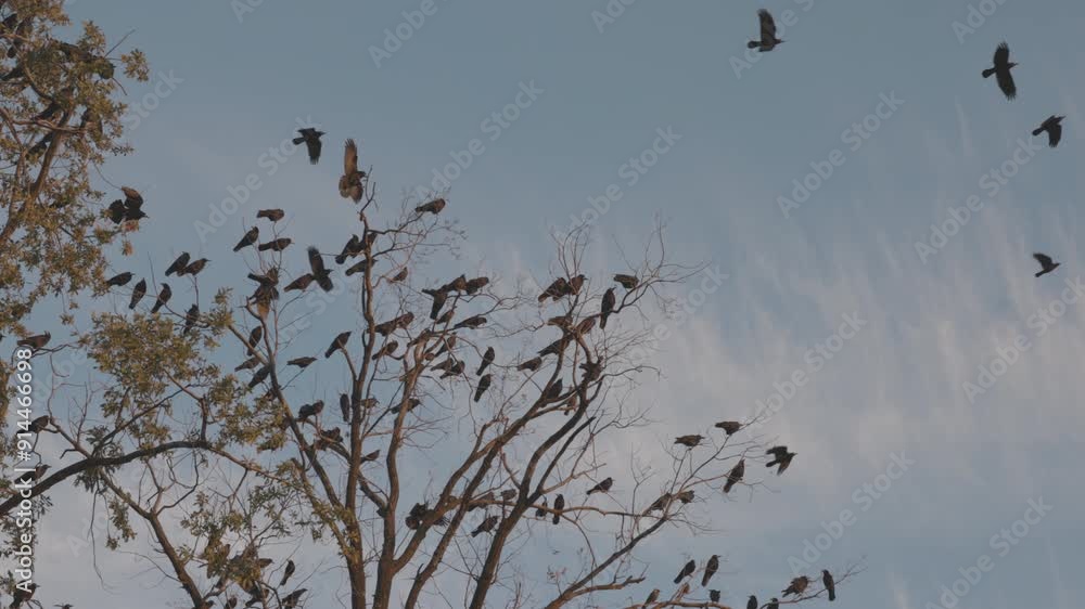 Flock of crows flies from the treetops. Silhouette flock of birds, fly in different directions from bare tree branches. Slow Motion Footage of flock crows. ProRes 422, ungraded C-LOG 10 bit color Flock of crows flies from the treetops. Silhouette flock of birds, fly in different directions from bare tree branches. Slow Motion Footage of flock crows. ProRes 422, ungraded C-LOG 10 bit color