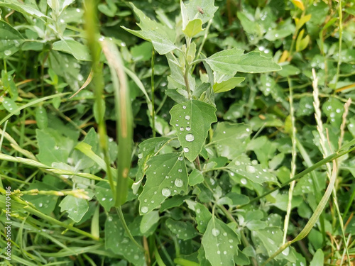 Wet grass with dew drops. Plants after rain