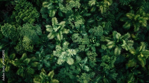 Top-Down View of Lush Tropical Forest