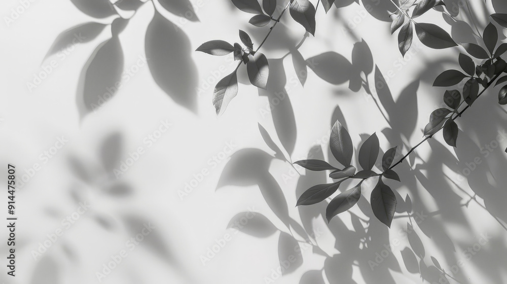 tree leafes shadow on white background tree leafes shadow on white background