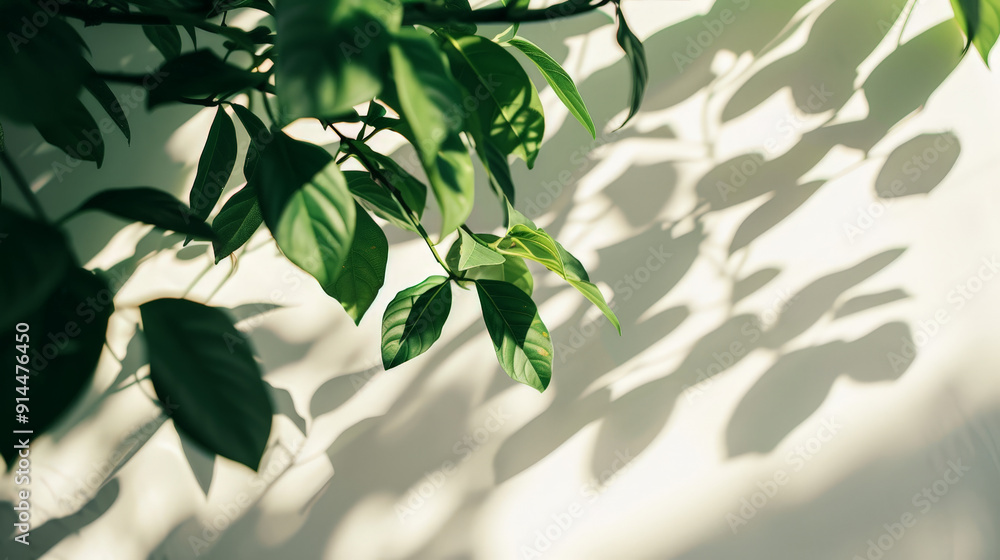 tree leafes shadow on white background tree leafes shadow on white background