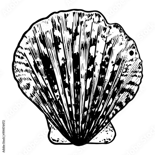 Sea shell sketch hand drawn. Pectinida scallop. Bivalve shells of sea creature, mollusk seashell. Souvenir from summer holiday on the beach. Vector graphics illustration.