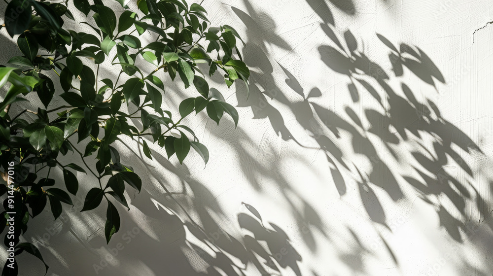 tree leafes shadow on white background tree leafes shadow on white background