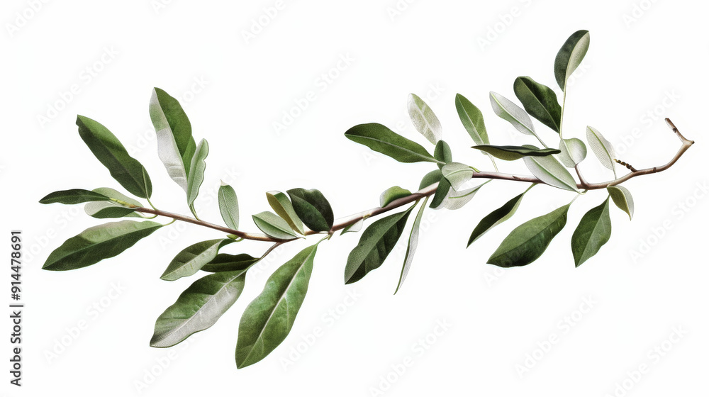 branch of olive tree isolated on white branch of olive tree isolated on white