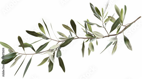 branch of olive tree isolated on white