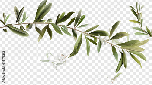 branch of olive tree isolated on white