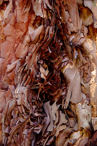 Background photography of filo pastry tree bark, Polylepis australis; nature; texture; wooden; plant; age; core; cracked; section; wood; pattern