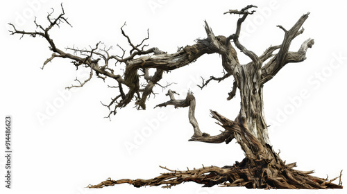 old dead spooky tree isolated on white background