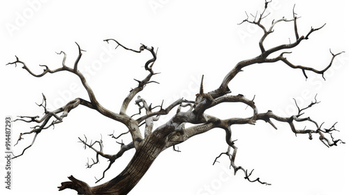 old dead spooky tree isolated on white background