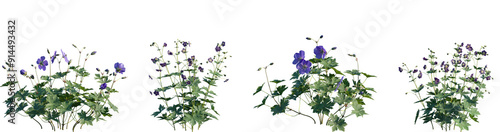 Obraz na plátně Set of Geranium Jolly Bee (Geranium Rozanne) and Geranium phaeum isolated png on