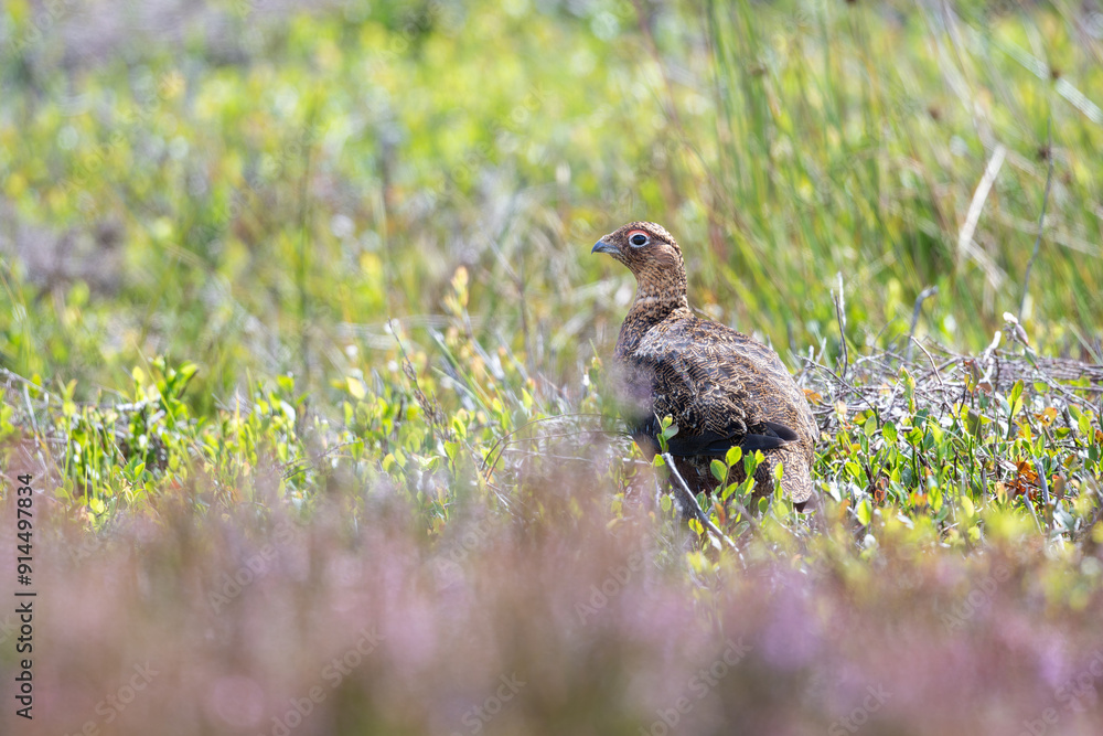 Fototapeta premium Red Grouse, Lagopus lagopus, amongst heather