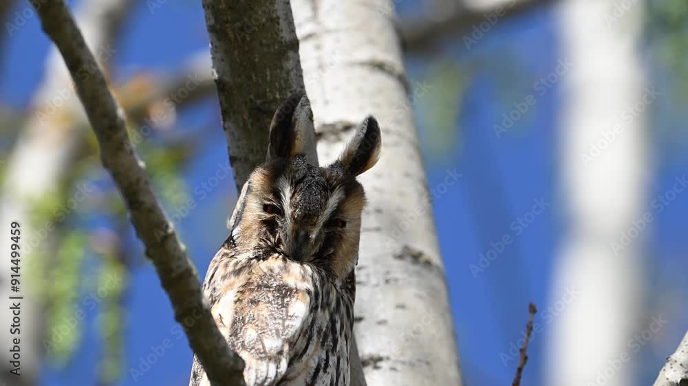 Long-eared Owl, Asio otus Long-eared Owl, Asio otus