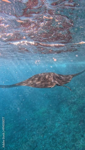 mantaray in water photo