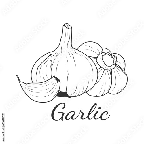 Vector illustration of garlic cloves with lettering in doodle style. Illustration for design and decoration.