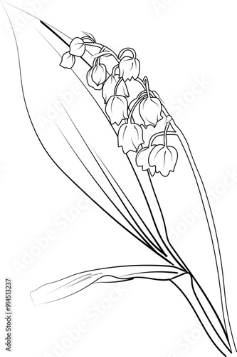Lily of the Valley Flower drawings, Lily of the Valley line drawing, pencil Lily of the Valley drawing, pencil Lily of the Valley Flower coloring pages, free printable flower coloring pages
