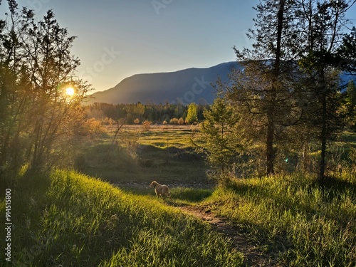 Dog watching the sunset near mountains
