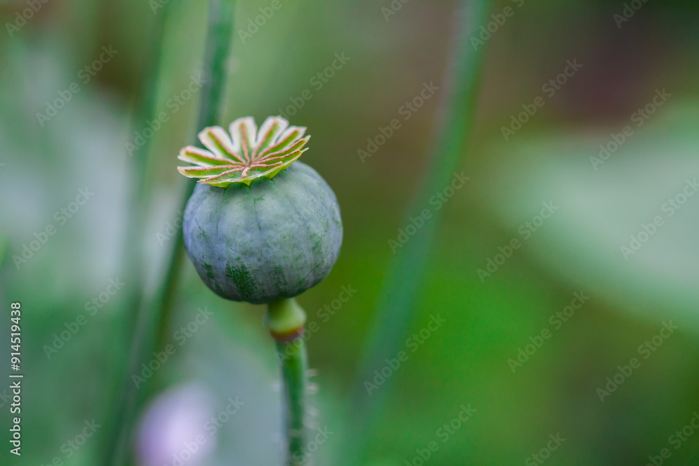 A box of poppy seeds in a natural environment. A box of poppy seeds in a natural environment.