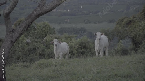 Cattle walking through a meadow