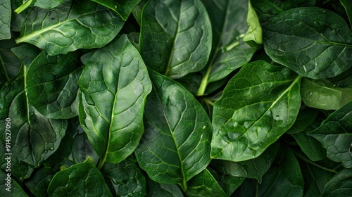 Green Spinach Leaves Macro Photography