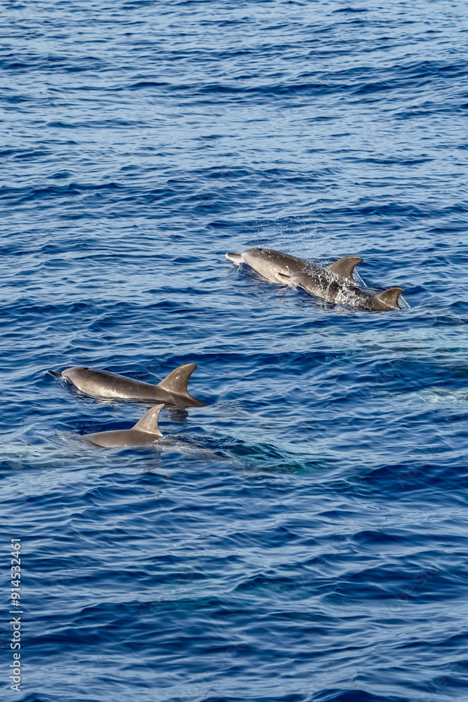 Obraz premium Magic Dolphin - Delfine - Madeira