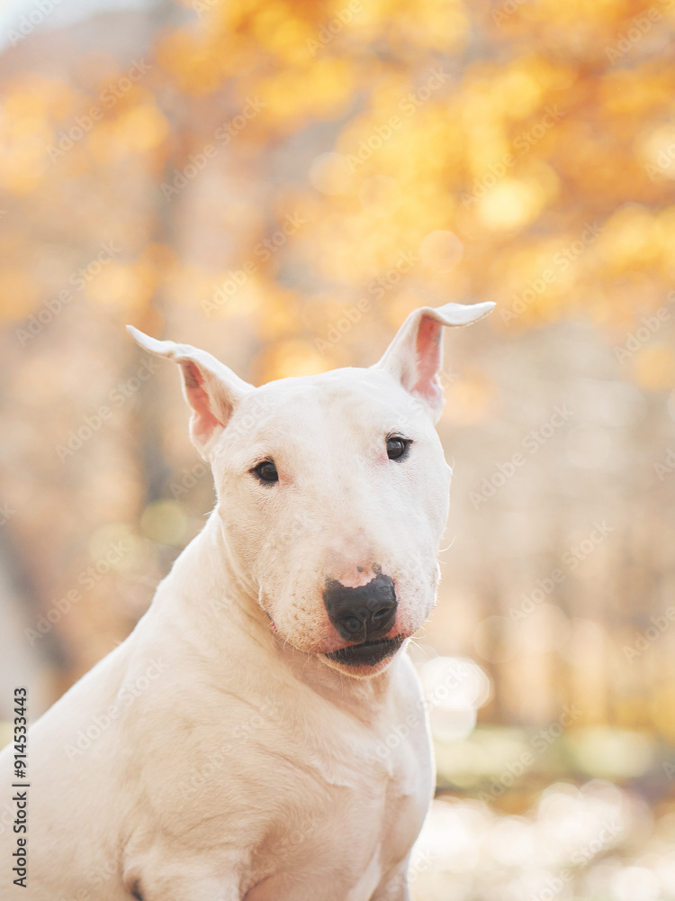 Fototapeta premium A Bull Terrier standing in a forest with autumn leaves in the background.