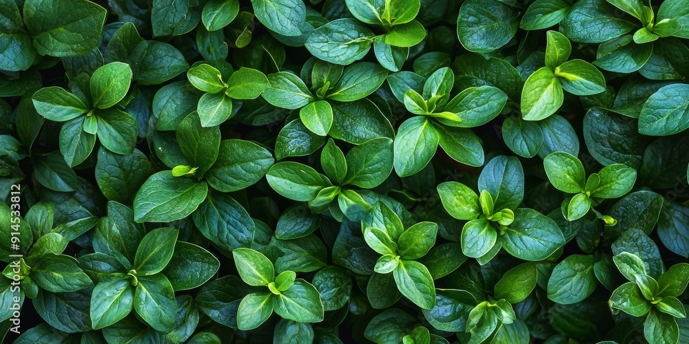 Japanese Pachysandra Foliage as a Nature Background Generative AI Japanese Pachysandra Foliage as a Nature Background Generative AI