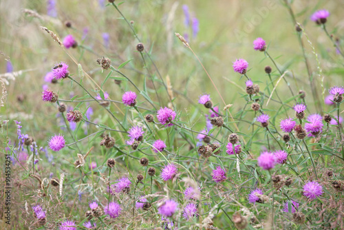 Purple Centaurea nigra, Common Knapweed, in flower. photo