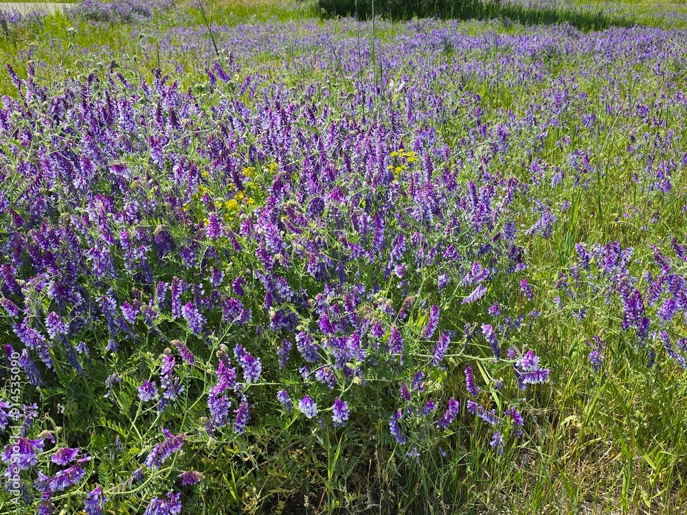 Obraz premium Purple wild flowers cover the green lanscape