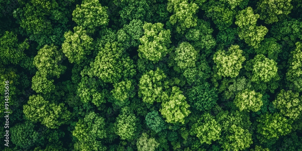 Bird's Eye View of a Lush Forest, Nature Landscape Photography Generative AI Bird's Eye View of a Lush Forest, Nature Landscape Photography Generative AI