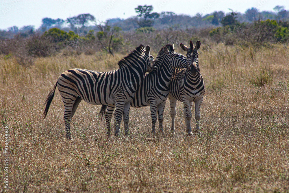 Obraz premium Grooming Zebra