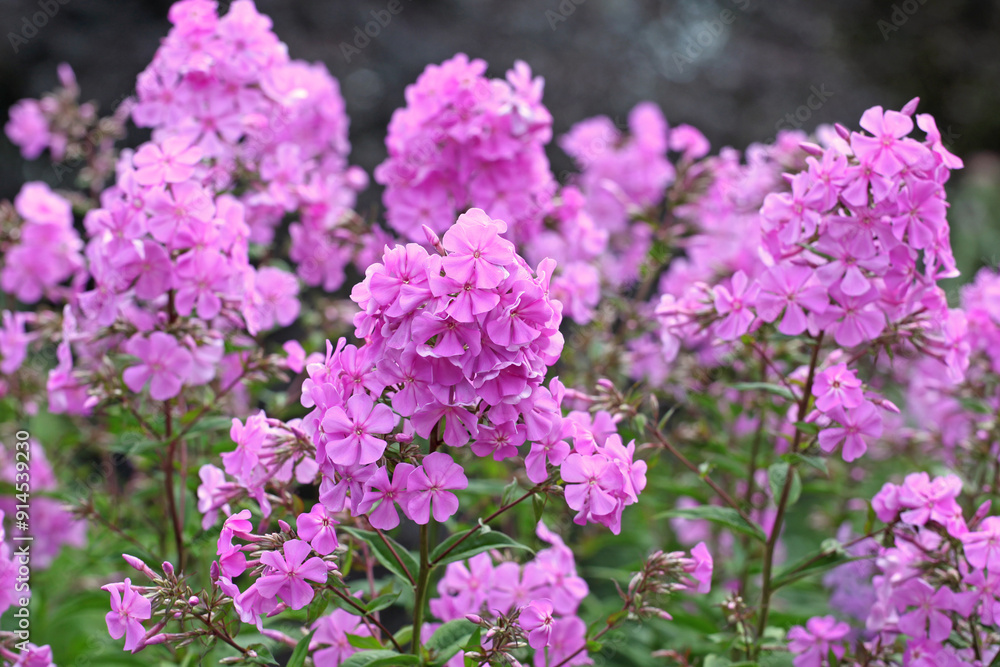 Fototapeta premium Bright pink Phlox paniculata ‘Alpha’ in flower.