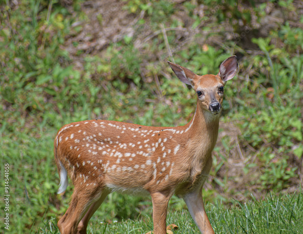 Orphaned young Baby deer enjoying a sunny day Orphaned young Baby deer enjoying a sunny day