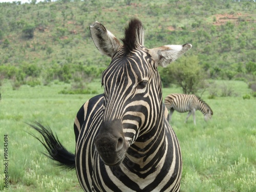 Photography zebra eating grass