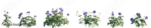 Set of Aquilegia flabellata and Geranium Jolly Bee (Geranium Rozanne) anisolated png on a transparent background perfectly cutout high resolution photo