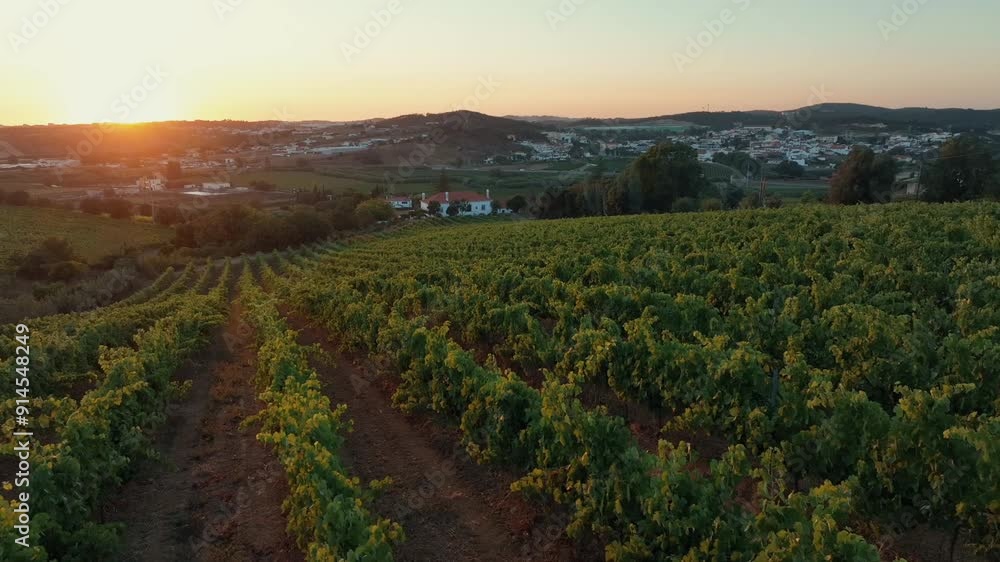vineyard 3
vineyard 3