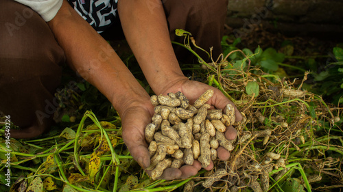 woman farmer hands holding harvest fresh ground peanuts.