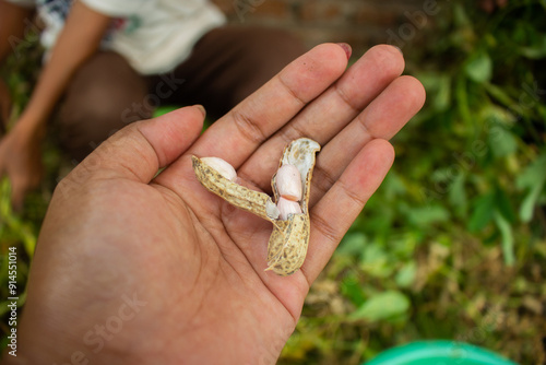 woman farmer hands holding harvest fresh ground peanuts.