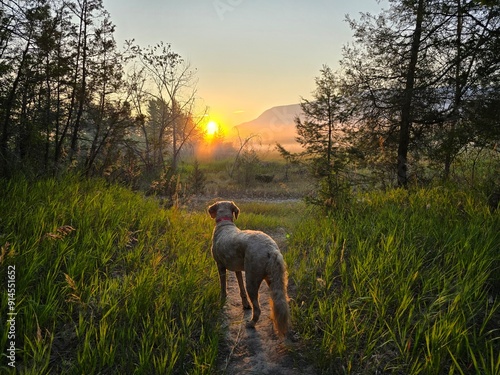 Labradoodle dog in the Montana at sunrise