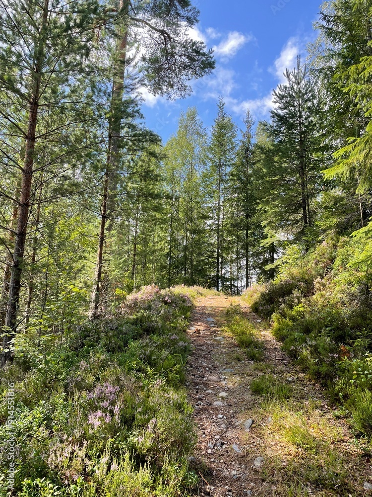 forest in the mountains with walking trail forest in the mountains with walking trail