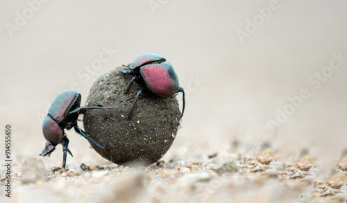 An African Dung Beetle rolling a ball of dung in the Kruger National Park, South Africa.