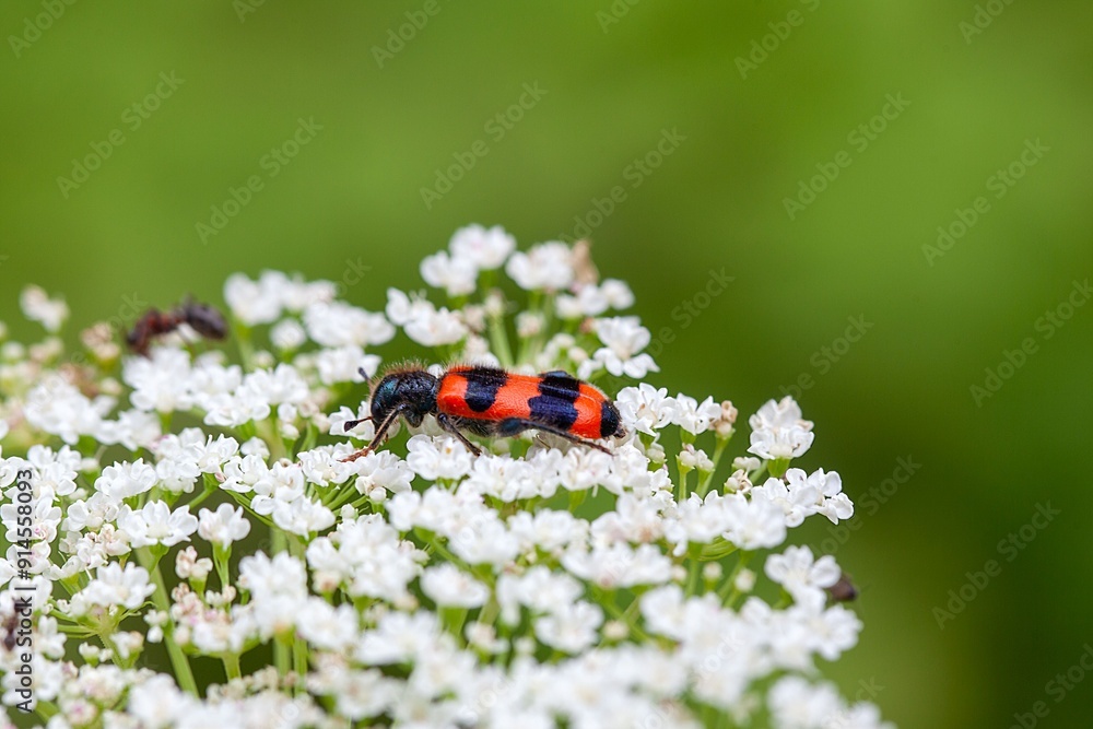 Bee beetle, Trichodes apiaries