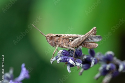 Foto Rufous grasshopper, Gomphocerippus rufus