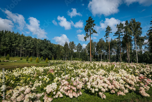 Wallpaper Mural A picturesque field of blooming white hydrangea flowers curves around a tranquil pond with tall trees and a clear blue sky in the background. The peaceful environment offers ample. Torontodigital.ca