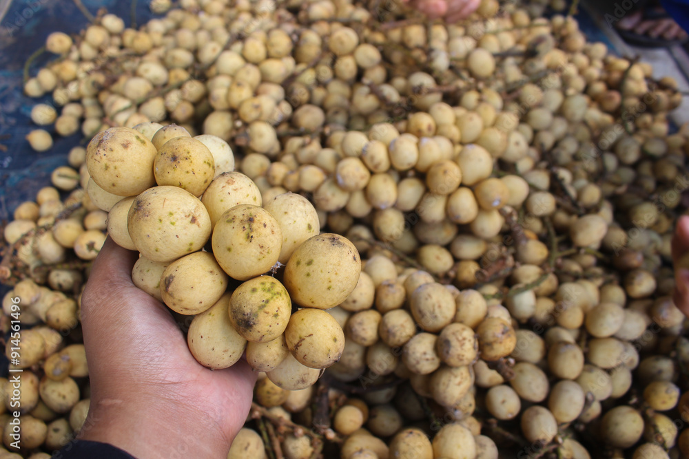 group of fresh Longkong or Langsat or Duku sell in traditional market in Indonesia. group of fresh Longkong or Langsat or Duku sell in traditional market in Indonesia.