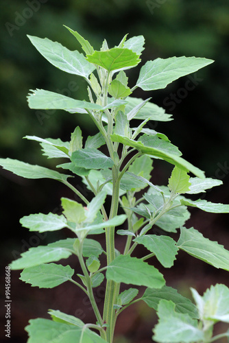 White goosefoot (Chenopodium album) grows in nature photo