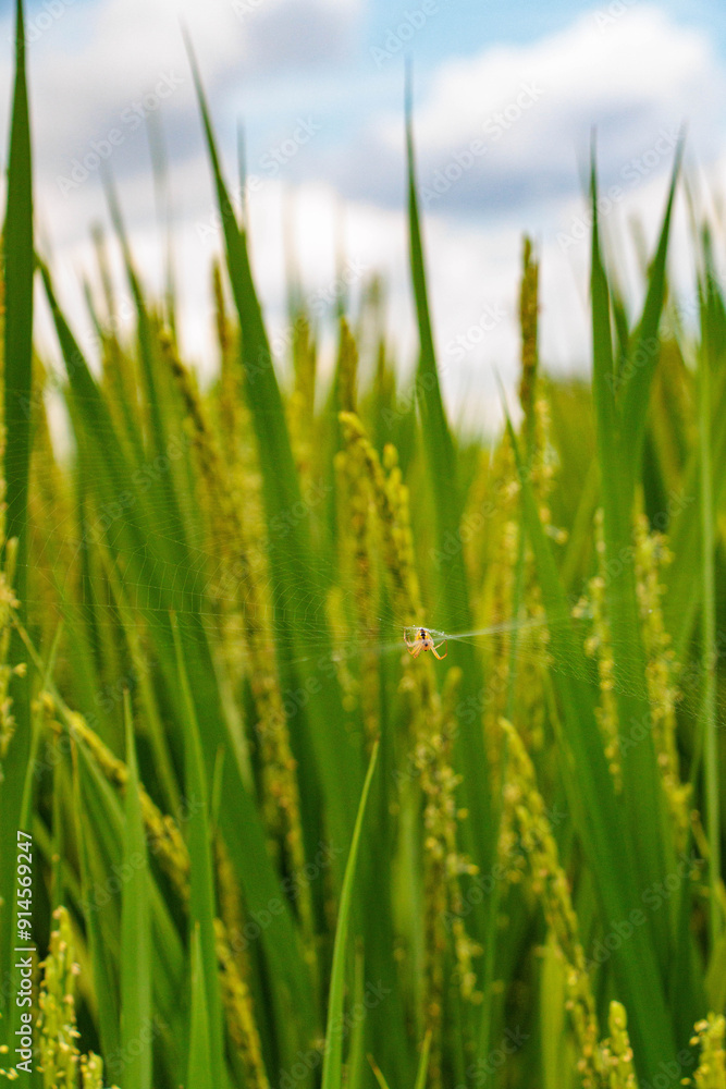 青空に映える花芽をつけた稲穂 青空に映える花芽をつけた稲穂