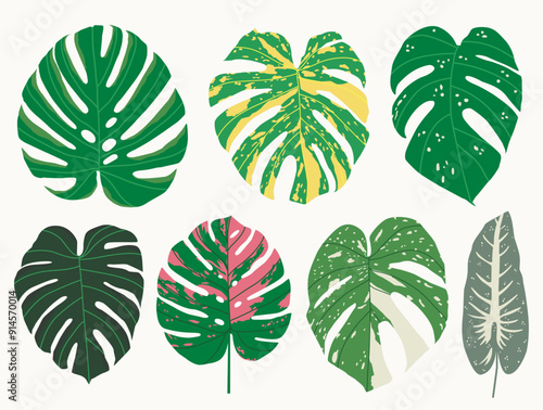Monstera, hojas tropicales. Hermoso follaje exótico. Dibujo manual, ilustración vectorial, estilo caricatura, plano.